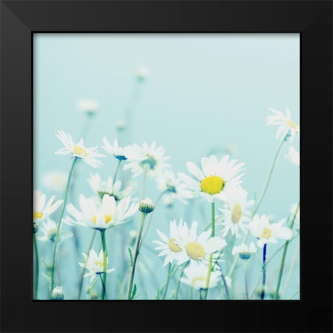 Day Daisies Black Modern Wood Framed Art Print by Dickinson, Robin