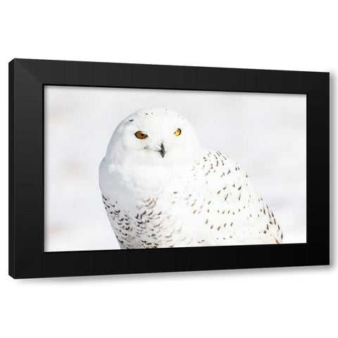 Snowy Owl Black Modern Wood Framed Art Print by Mark Spowart Photography