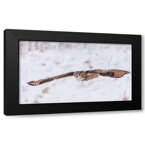 Swoop! Black Modern Wood Framed Art Print with Double Matting by Mark Spowart Photography