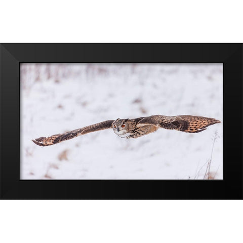 Swoop! Black Modern Wood Framed Art Print by Mark Spowart Photography