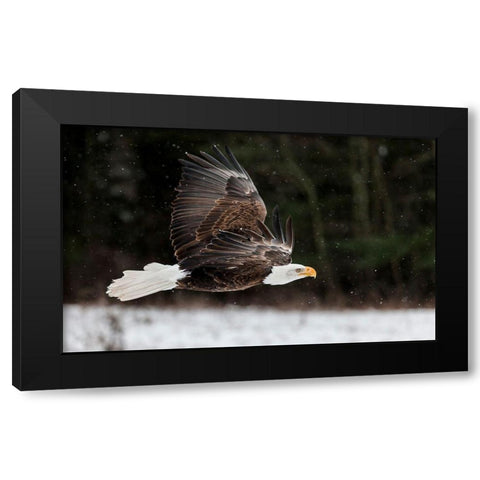 Bald Eagle Soaring Black Modern Wood Framed Art Print with Double Matting by Mark Spowart Photography