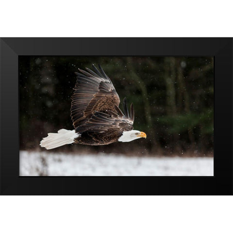 Bald Eagle Soaring Black Modern Wood Framed Art Print by Mark Spowart Photography