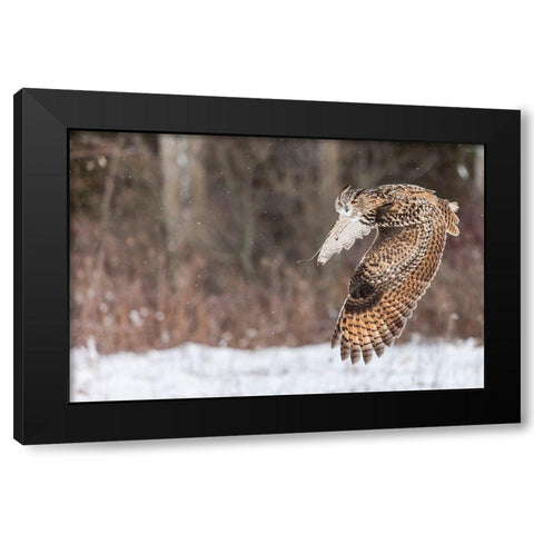 Take Flight Black Modern Wood Framed Art Print by Mark Spowart Photography