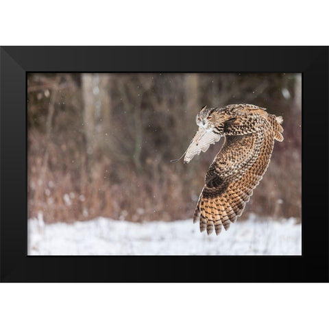 Take Flight Black Modern Wood Framed Art Print by Mark Spowart Photography