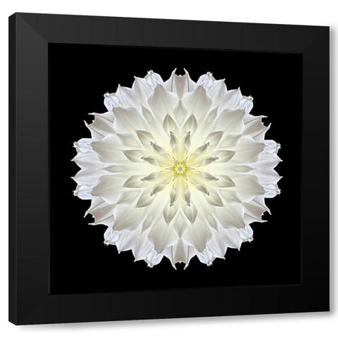 Kaleidoscope Dahlia Black Black Modern Wood Framed Art Print with Double Matting by Bookbinder, David