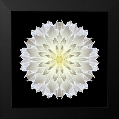 Kaleidoscope Dahlia Black Black Modern Wood Framed Art Print by Bookbinder, David