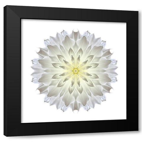 Kaleidoscope Dahlia Black Modern Wood Framed Art Print by Bookbinder, David