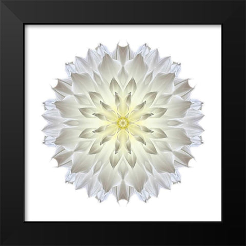 Kaleidoscope Dahlia Black Modern Wood Framed Art Print by Bookbinder, David