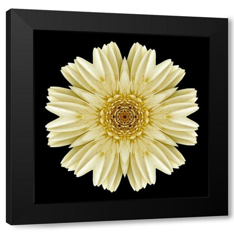 Kaleidoscope Daisy Black Black Modern Wood Framed Art Print with Double Matting by Bookbinder, David