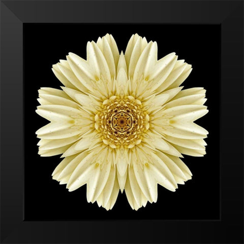 Kaleidoscope Daisy Black Black Modern Wood Framed Art Print by Bookbinder, David
