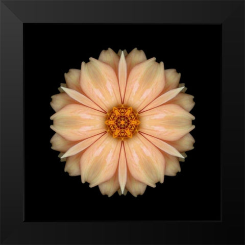 Kaleidoscope Peach Dahlia Black Modern Wood Framed Art Print by Bookbinder, David
