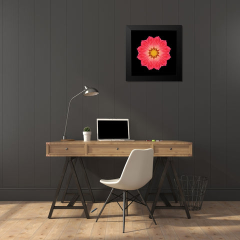 Kaleidoscope Red Daisy Black Modern Wood Framed Art Print by Bookbinder, David