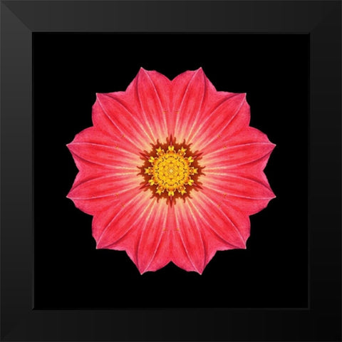 Kaleidoscope Red Daisy Black Modern Wood Framed Art Print by Bookbinder, David