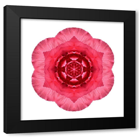 Kaleidoscope Begonia Black Modern Wood Framed Art Print with Double Matting by Bookbinder, David