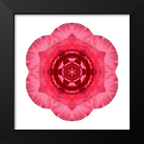 Kaleidoscope Begonia Black Modern Wood Framed Art Print by Bookbinder, David