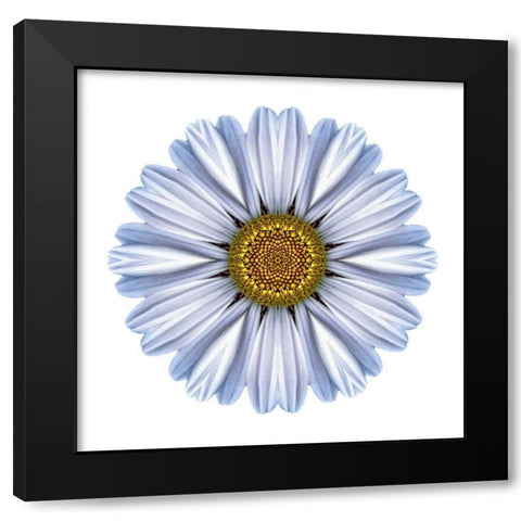Kaleidoscope White Daisy Black Modern Wood Framed Art Print with Double Matting by Bookbinder, David
