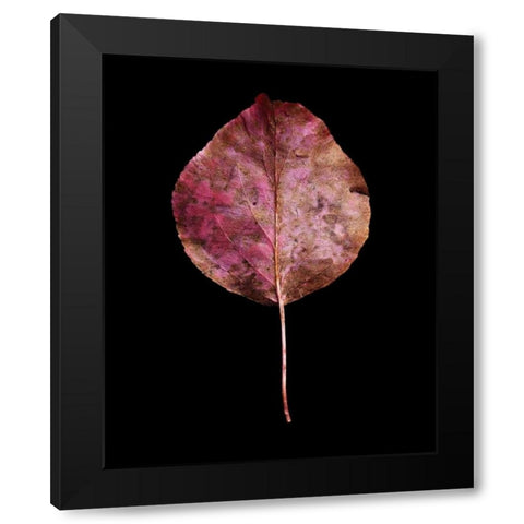 Rustic Leaf 2 Black Modern Wood Framed Art Print with Double Matting by Bookbinder, David