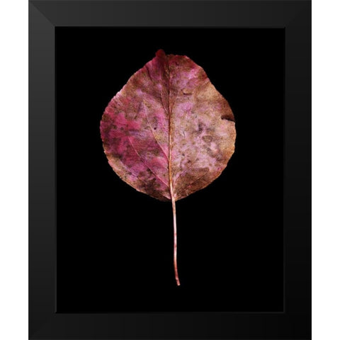 Rustic Leaf 2 Black Modern Wood Framed Art Print by Bookbinder, David