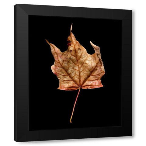 Rustic Leaf 3 Black Modern Wood Framed Art Print with Double Matting by Bookbinder, David