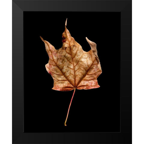 Rustic Leaf 3 Black Modern Wood Framed Art Print by Bookbinder, David
