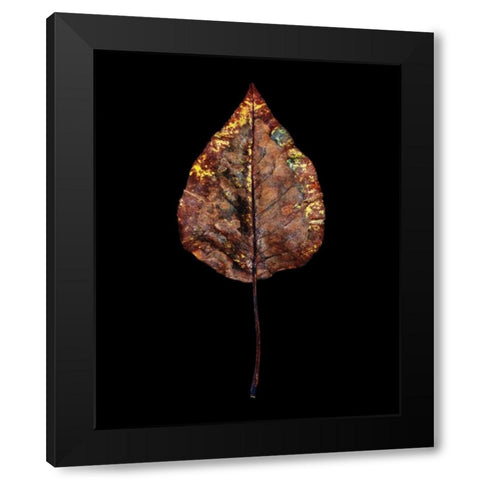 Rustic Leaf 4 Black Modern Wood Framed Art Print with Double Matting by Bookbinder, David