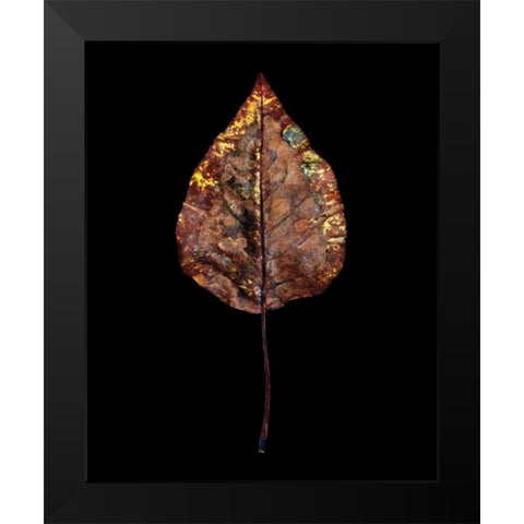 Rustic Leaf 4 Black Modern Wood Framed Art Print by Bookbinder, David