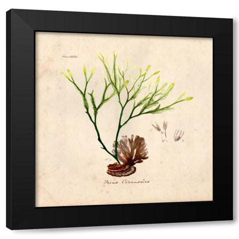 Antique Seaweed 1 Black Modern Wood Framed Art Print by Z Studio