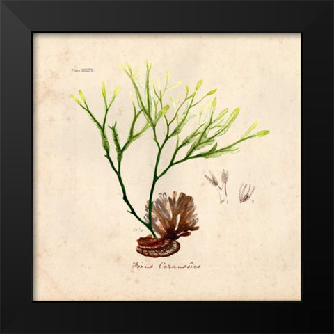 Antique Seaweed 1 Black Modern Wood Framed Art Print by Z Studio