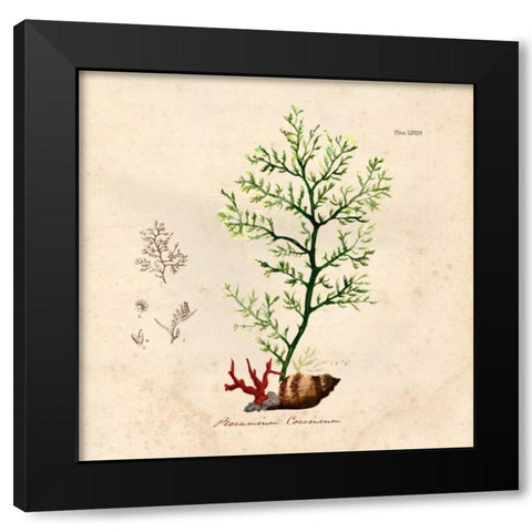 Antique Seaweed 2 Black Modern Wood Framed Art Print by Z Studio