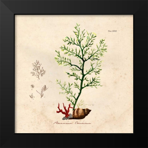 Antique Seaweed 2 Black Modern Wood Framed Art Print by Z Studio