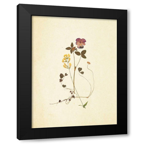 French Herbarium 1 Black Modern Wood Framed Art Print by Ross, Devon