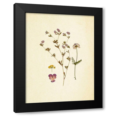 French Herbarium 2 Black Modern Wood Framed Art Print with Double Matting by Ross, Devon