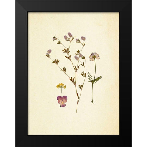 French Herbarium 2 Black Modern Wood Framed Art Print by Ross, Devon