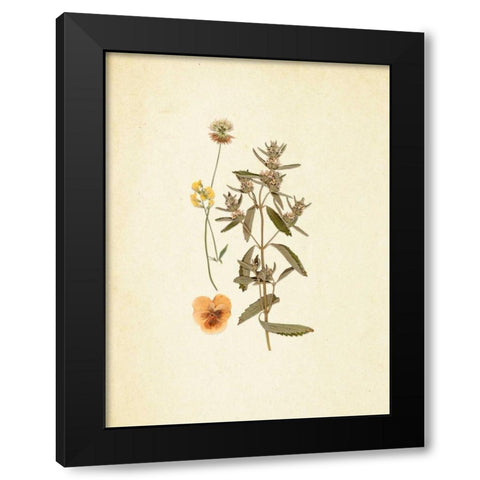 French Herbarium 3 Black Modern Wood Framed Art Print by Ross, Devon