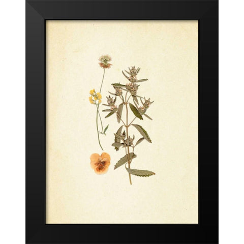 French Herbarium 3 Black Modern Wood Framed Art Print by Ross, Devon