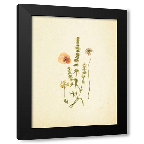 French Herbarium 4 Black Modern Wood Framed Art Print by Ross, Devon