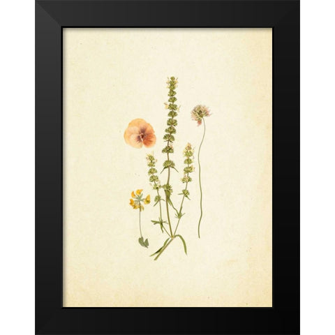 French Herbarium 4 Black Modern Wood Framed Art Print by Ross, Devon