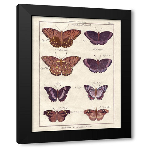 Histoire Naturelle 1 Black Modern Wood Framed Art Print by Wesley, Terrence