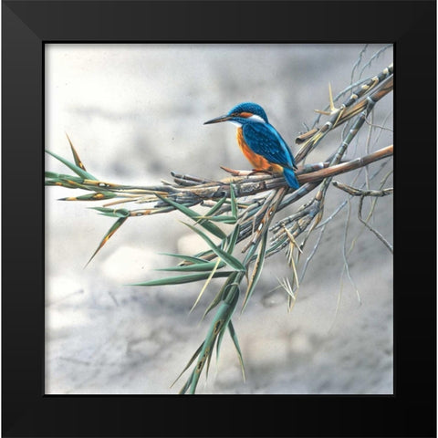 Kingfisher Black Modern Wood Framed Art Print by Weenink, Jan