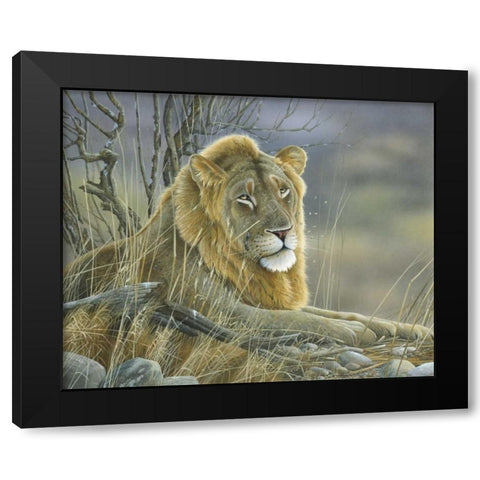 Lion Black Modern Wood Framed Art Print with Double Matting by Weenink, Jan