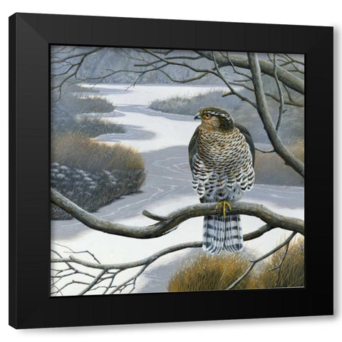 Hawk in tree Black Modern Wood Framed Art Print by Weenink, Jan