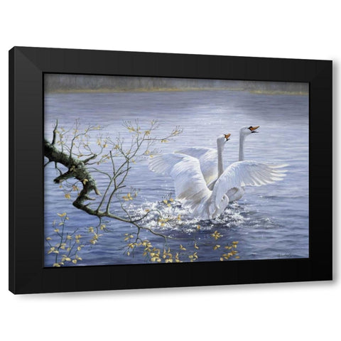 Swans Black Modern Wood Framed Art Print by Motz, Peter