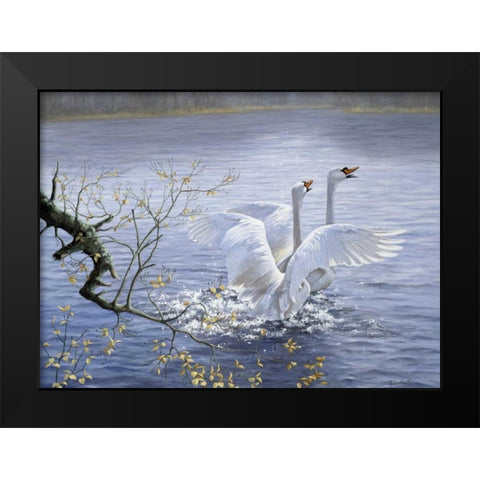 Swans Black Modern Wood Framed Art Print by Motz, Peter