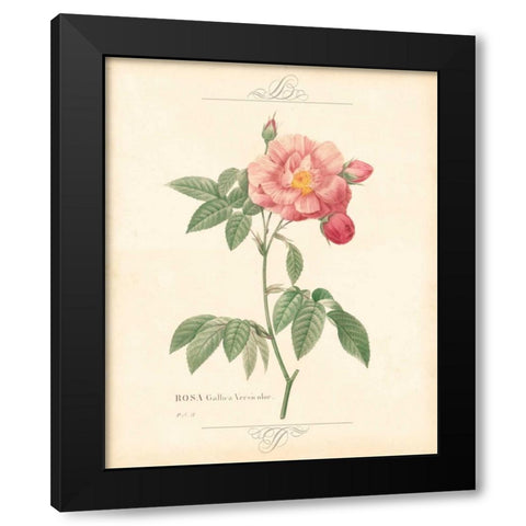 DETAILED FLORAL III Black Modern Wood Framed Art Print with Double Matting by Artique Studio