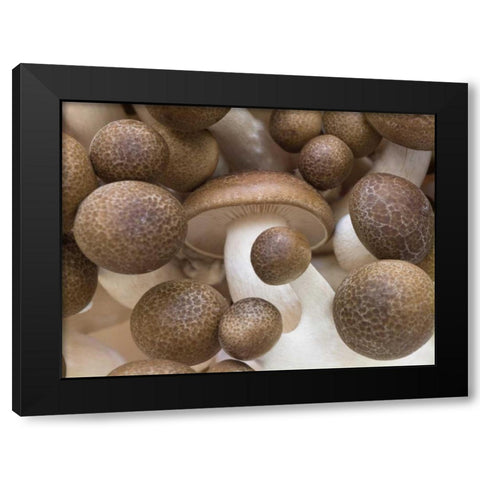 Close-up of mushrooms Black Modern Wood Framed Art Print by Frank, Assaf
