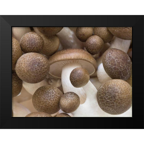 Close-up of mushrooms Black Modern Wood Framed Art Print by Frank, Assaf