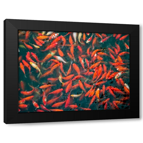 Goldfish gathering at surface, close-up Black Modern Wood Framed Art Print by Frank, Assaf