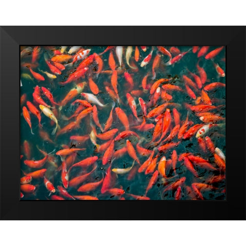 Goldfish gathering at surface, close-up Black Modern Wood Framed Art Print by Frank, Assaf