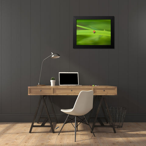 Ladybug on leaf Black Modern Wood Framed Art Print by Frank, Assaf