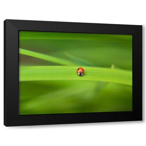 Ladybug on leaf Black Modern Wood Framed Art Print by Frank, Assaf